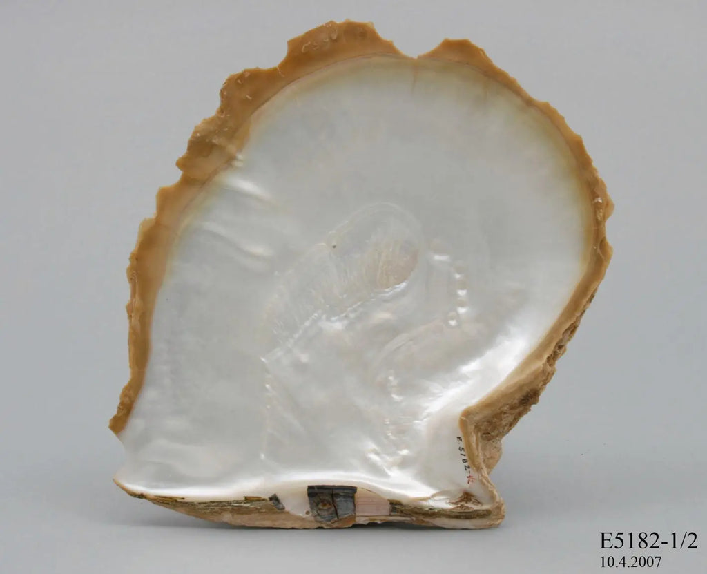 MOTHER OF PEARL OYSTER (THE PINCTADA MAXIMA) | The South Sea Pearl