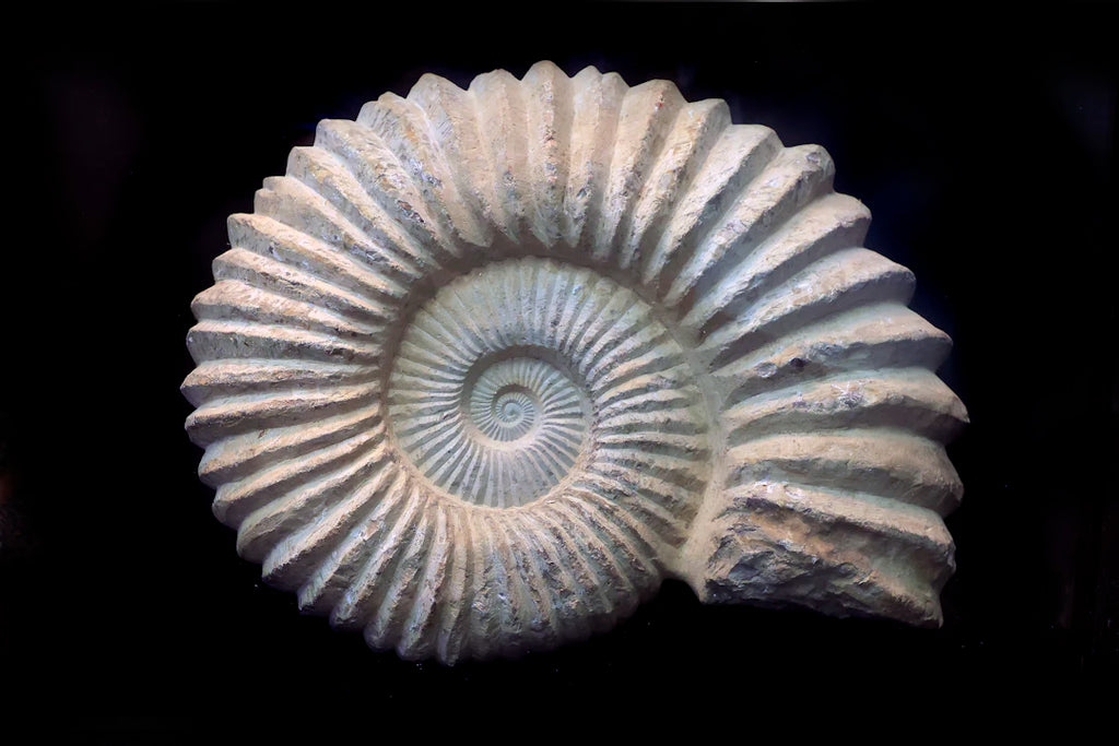 Discovering the Fascinating Science of Pearl Formation