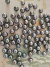 Tahiti Loose Pearls 11-12 mm AA Quality Cherry Color and High Luster | The South Sea Pearl |  The South Sea Pearl