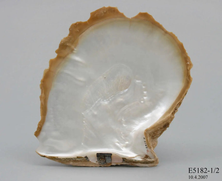 White South Sea Pearl 10-12 mm Very High Luster 18K Gold clasp | The South Sea Pearl |  The South Sea Pearl
