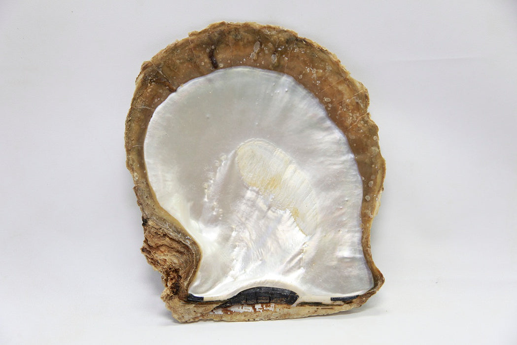 White South Sea Pearl  12.7 mm Grade 1 |  The South Sea Pearl |  The South Sea Pearl